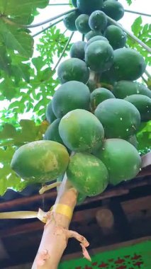 Ağaçtaki taze yeşil papaya meyveleri..