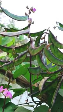 Hyacinth fasulye labaratuvarı purpureus (L.) ıspanak ve bazen beyaz fasulye. Fasulye denir, gaz düzdür anlamına gelir, fasulye bir sürü fasulye gibi düz kuzeydoğudur..