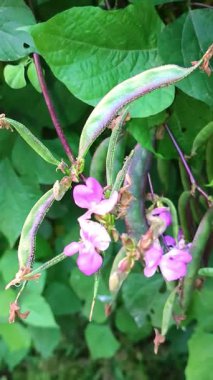 Hyacinth fasulye labaratuvarı purpureus (L.) ıspanak ve bazen beyaz fasulye. Fasulye denir, gaz düzdür anlamına gelir, fasulye bir sürü fasulye gibi düz kuzeydoğudur..