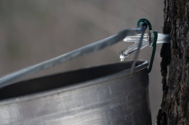 Sakin bir ormanlık alanda, bir ağaçtan sarkan metal bir kova, akçaağaç suyu damlatırken tatlı akçaağaç özü topluyor. Manzara hala kışın kalıntılarından etkilenmiş durumda. Ağaçların arasında yavaşça sarkan kar baharın gelişini işaret ediyor..