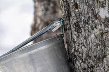 Huzurlu bir ormanda, eski moda akçaağaç şekerli su koleksiyonu kar örtüsünün arasında sergilenir..