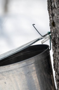 Sakin bir kış ormanında, akçaağaç ağacına bağlı metal bir kovada sıcak güneş ışığı parıldıyor, bitki özü topluyor. Yumuşak karla kaplanmış huzur ortamı, baharın yaklaştığını gösteren ipuçları ve akçaağaç şekeri yapma geleneği..