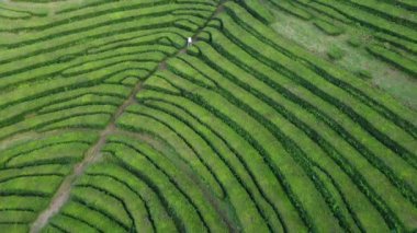 Resimli Azores Adası 'ndaki canlı çay tarlalarının dolambaçlı yeşil yollarında huzurlu bir yolculuk yaşayın..