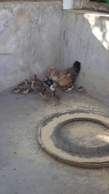 A loving hen with her cute little chicks gathered in a cozy corner of a rustic barn, conveying an atmosphere of warmth, nature and family togetherness amidst scattered feed. clipart