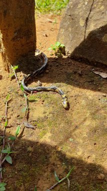 Yerdeki küçük bir kaninana yılanı pullarındaki canlı desenler toprak tonlarıyla tezat oluşturarak doğal bir uyum yaratıyor..