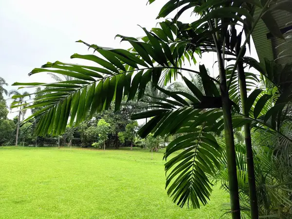 Koyu mavi tonda soyut palmiye yaprağı dokusu, doğal yeşil arkaplan.