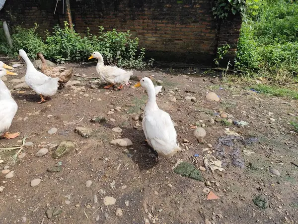 Ördekler küçük ile orta büyüklükteki perdeli ayakları sayesinde yüzebilen kümes hayvanlarıdır..