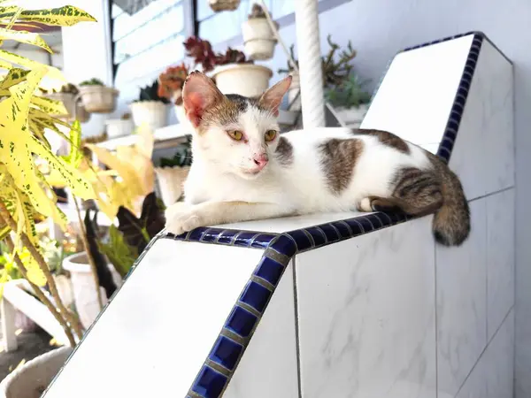 Gri ve beyaz kedi yerde tembellik ediyor. Geniş gözlerle yan tarafa bakıyor.