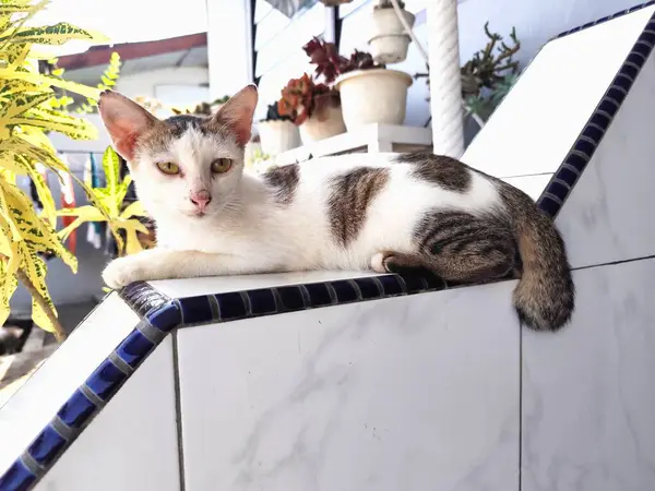 Gri ve beyaz kedi yerde tembellik ediyor. Geniş gözlerle yan tarafa bakıyor.