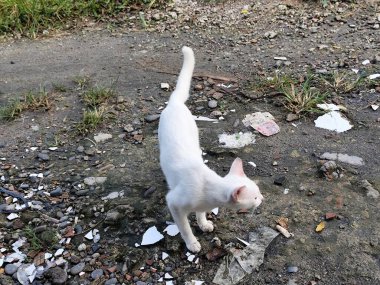 Etrafında yiyecek arayan bir kedi.