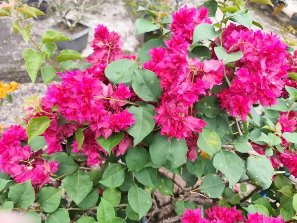 Kartonpiyer çiçekleri, parlak renkli çiçekleri ve gür yeşil yapraklarıyla bilinen süs bitkileridir. Bu çiçekler çeşitli renklerde gelir, mor, kırmızı, pembe gibi.