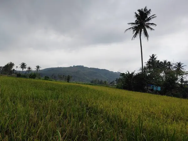 Pirinç tarlalarının manzarası, arkasında dağlar olan pirinç tarlaları.