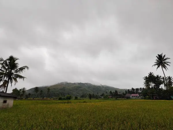 Pirinç tarlalarının manzarası, arkasında dağlar olan pirinç tarlaları.