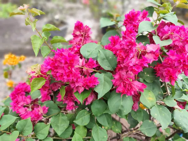Kartonpiyer çiçekleri, parlak renkli çiçekleri ve gür yeşil yapraklarıyla bilinen süs bitkileridir. Bu çiçekler çeşitli renklerde gelir, mor, kırmızı, pembe gibi.