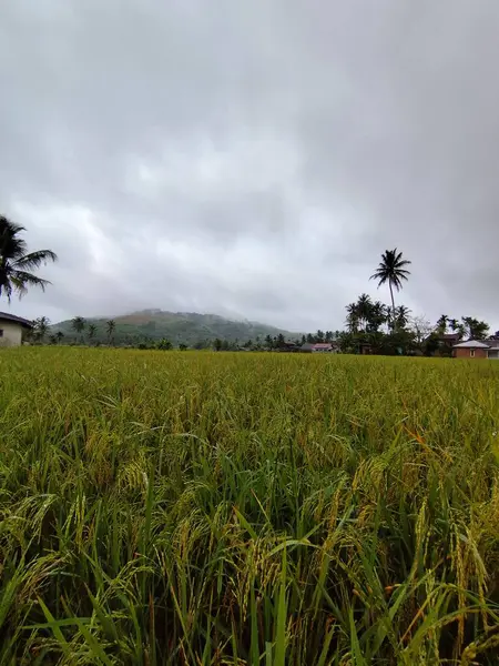 Pirinç tarlalarının manzarası, arkasında dağlar olan pirinç tarlaları.