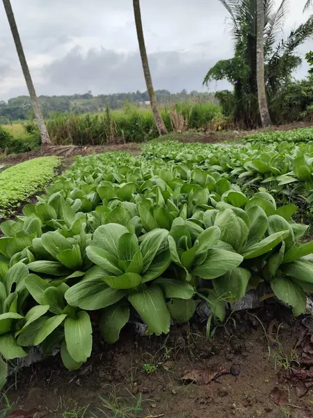 Hardal yeşillikleri genellikle çeşitli Asya yemeklerinde bulunan yeşil bir sebzedir. Geniş yapraklar ve çıtır çıtır saplarıyla bu sebze genellikle taze ve yüksek olduğunu gösteren parlak yeşil bir renge sahiptir.