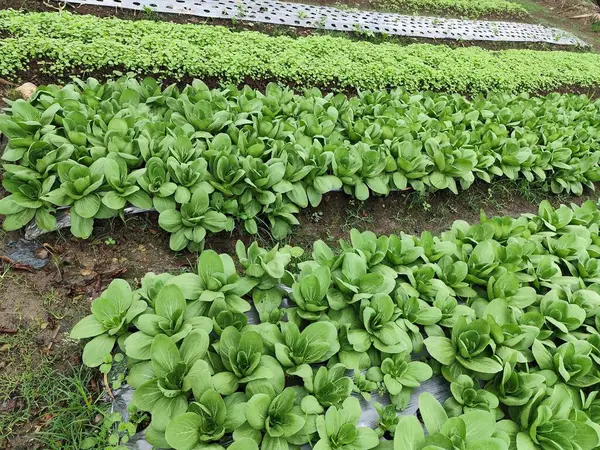 Hardal yeşillikleri genellikle çeşitli Asya yemeklerinde bulunan yeşil bir sebzedir. Geniş yapraklar ve çıtır çıtır saplarıyla bu sebze genellikle taze ve yüksek olduğunu gösteren parlak yeşil bir renge sahiptir.