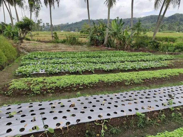 Hardal yeşillikleri genellikle çeşitli Asya yemeklerinde bulunan yeşil bir sebzedir. Geniş yapraklar ve çıtır çıtır saplarıyla bu sebze genellikle taze ve yüksek olduğunu gösteren parlak yeşil bir renge sahiptir.