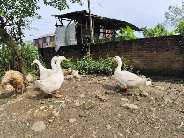 Arkadaşlarıyla ördekler ve kazlar yiyecek arıyorlar.