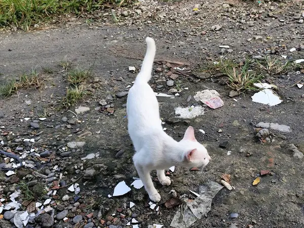 Etrafında yiyecek arayan bir kedi.