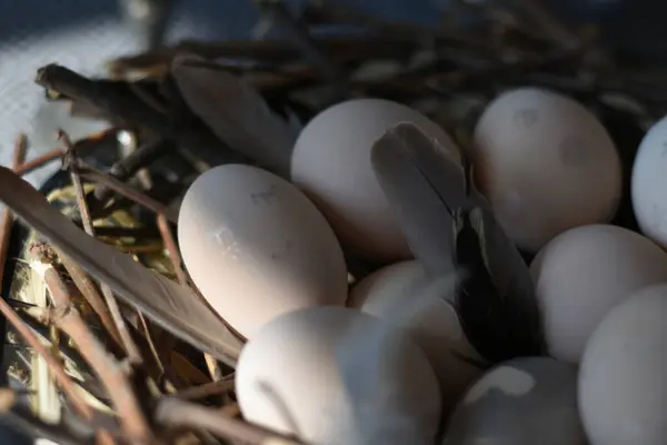 Süslü, doğal Paskalya yumurtalarını yuvamıza yakın ve sabah güneşinde tüylü.