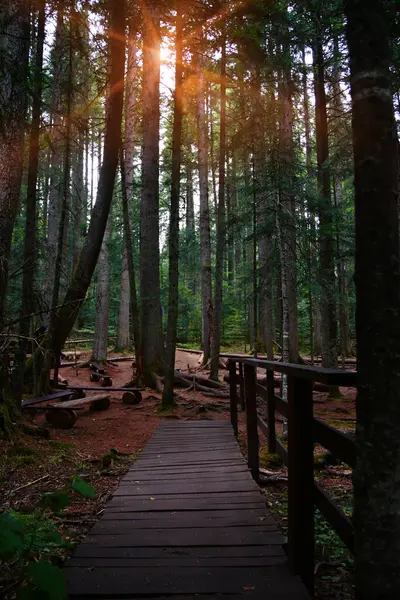 Çam ağacı ormanında kasvetli ahşap patika yolu