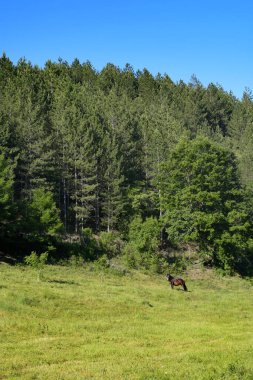 Çam ağacı ormanının önündeki çim tarlasında bir at