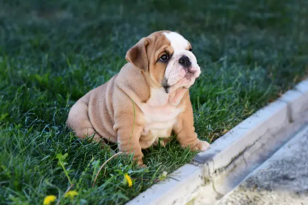 Tatlı İngiliz Bulldog yavru geyiği ve beyaz