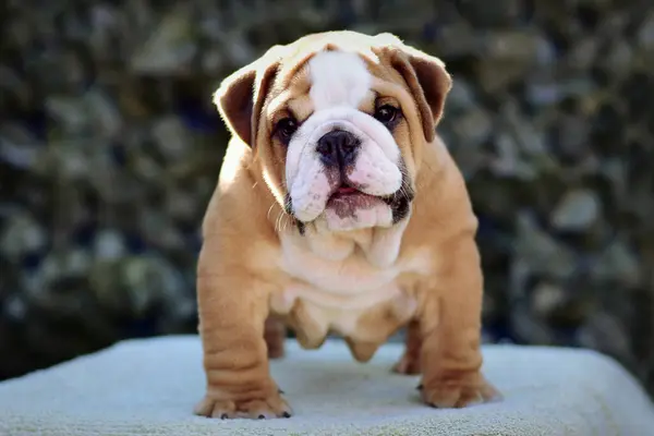 Tatlı İngiliz Bulldog yavru geyiği ve beyaz
