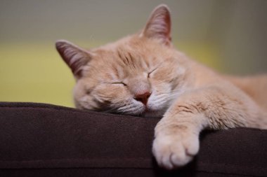 Büyük yerli kızıl kedi uyuyor.