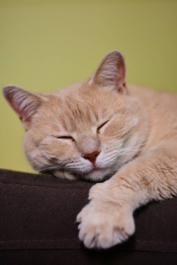 Büyük yerli kızıl kedi uyuyor.