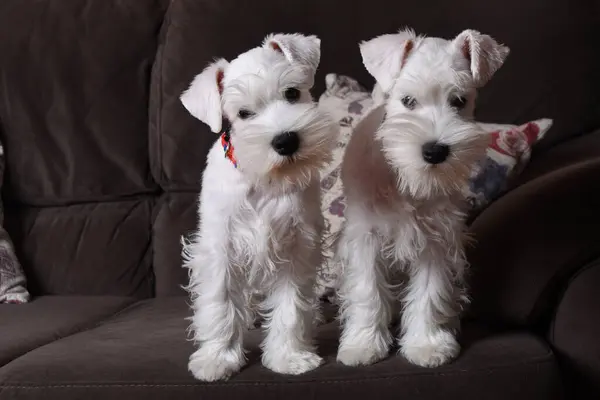 Bir çift beyaz minyatür schnauzer yavrusu.