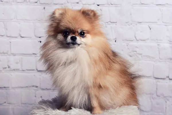 Şirin pomeranya köpeği pozu