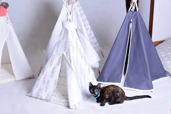 Çadırların arasında küçük evcil kedi