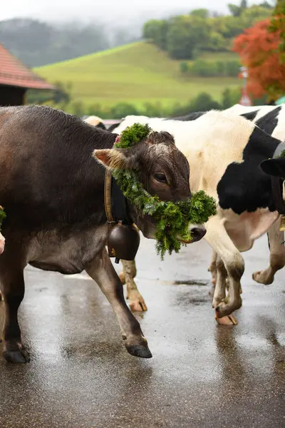 Sokaktaki inek çayırdan çelenk takarak dönüyor.