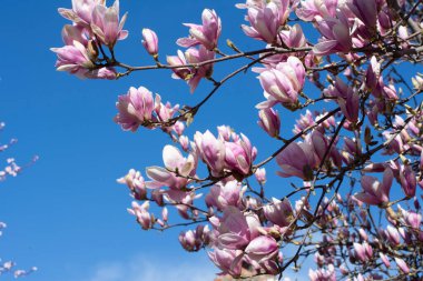 Mavi gökyüzüne karşı çiçek açan manolya ağacı tepesi
