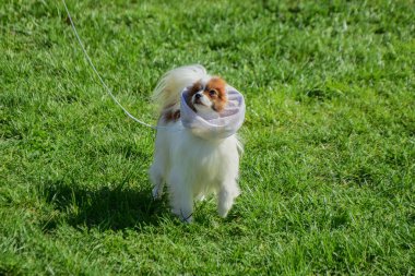 Güneşli bir günde çimenlerde yürüyen, saç filesi takan küçük beyaz ve kahverengi papillon bir köpek.