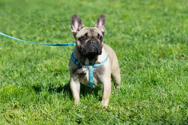 Fransız bulldog 'u çimlerin üzerinde tasma takıyor.