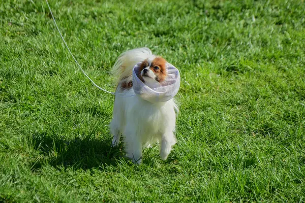 Güneşli bir günde çimenlerde yürüyen, saç filesi takan küçük beyaz ve kahverengi papillon bir köpek.