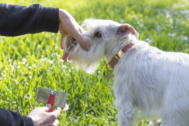 Küçük beyaz minyatür bir köpek dışarıda fırçalanırken.