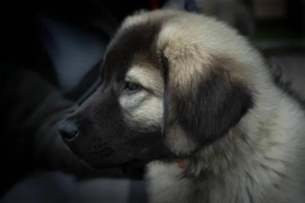 Genç bir sarplaninac çoban köpeğinin yakın portresi.
