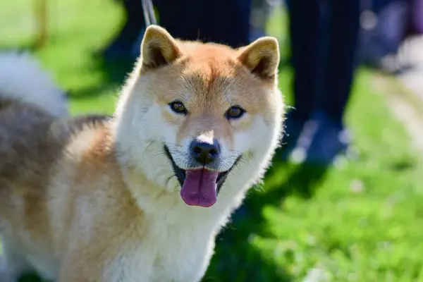 Mutlu bir Shiba Inu köpeğinin yakın plan portresi