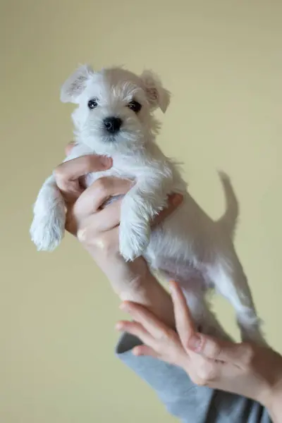 Küçük, beyaz, minyatür bir schnauzer köpeği tutan eller.