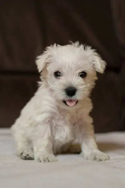 Şirin, komik, küçük, tüylü, minyatür Schnauzer yavrusu dilini kameraya doğru uzatıyor.