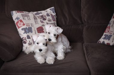 Kanepede oynayan küçük bir çift tüylü schnauzer.