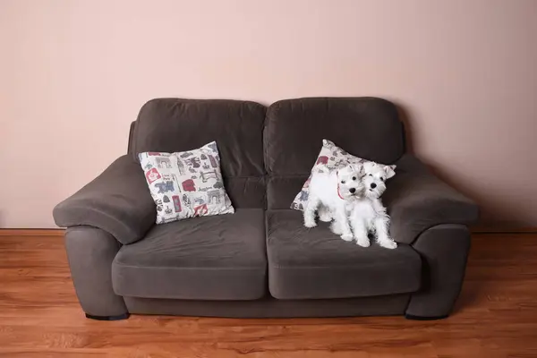 Kanepede bir çift küçük beyaz tüylü köpek yavrusu.