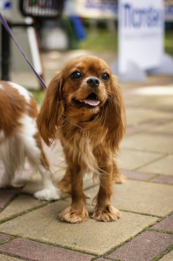 Şövalye Kral Charles Spaniel köpek yakut rengi açık hava portresi