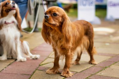 Ruby Cavalier King Charles Spaniel açık havada poz veriyor. 