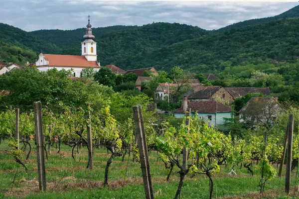 Tepenin yamacında üzüm bağı boyunca ortodoks kilisesi olan küçük resimli bir köy. 