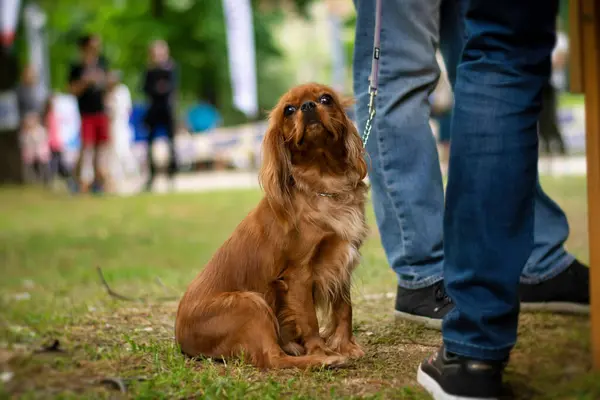 Şövalye Kral Charles Spaniel parkta sahibinin yanında oturuyor.
